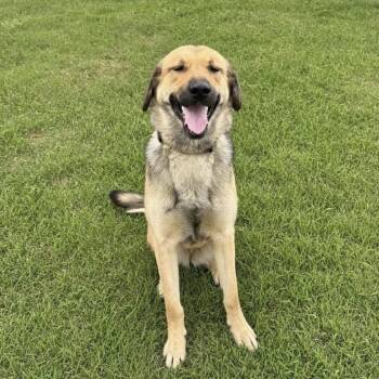 Shepherd and Mixed Breed Dogs Available for Adoption in Huntsville, Alabama - Daisy HAWS | PetCurious