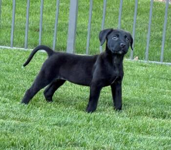Mai -  Mixed Breed Dog for Adoption - Mai | PetCurious