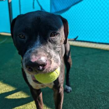 Labrador Retriever Dogs Available for Adoption - Droolius Caesar | PetCurious