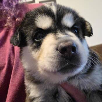 Evie -  Mixed Breed Dog for Adoption in Bismarck, North Dakota - Evie | PetCurious