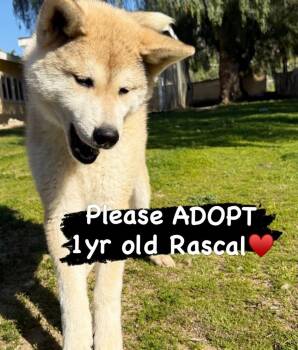 Rascal - PUPPY -  Akita Dog for Adoption in Romoland, California - Rascal - PUPPY | PetCurious