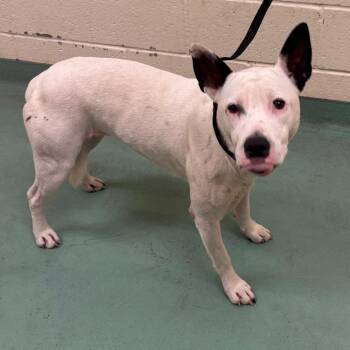 Bella Perez -  Mixed Breed Dog for Adoption in Memphis, Tennessee - Bella Perez | PetCurious