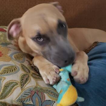 Verlander -  Labrador Retriever and Pit Bull Terrier Dog for Adoption in Houston, Texas - Verlander | PetCurious