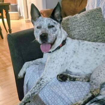 Mixed Breed Dogs Available for Adoption - Blue | PetCurious