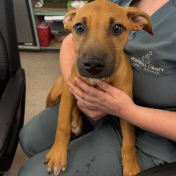 Amos -  Pit Bull Terrier and Mixed Breed Dog Available for Adoption in Morganton, North Carolina - Amos | PetCurious