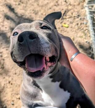 Destiny -  Pit Bull Terrier Dog for Adoption in Colonial Heights, Virginia - Destiny | PetCurious