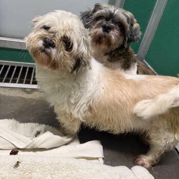 Daisy -  Shih Tzu Dog for Adoption in Trenton, Missouri - Daisy | PetCurious