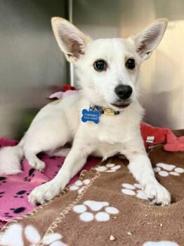 Pomeranian and Mixed Breed Dogs Available for Adoption in New Orleans, Louisiana - Pepe | PetCurious