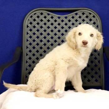 Australian Shepherd and Standard Poodle Dogs Available for Adoption in Fort Davis, Texas - Chevron | PetCurious
