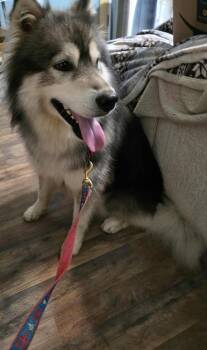 Rescue Husky Dogs for Adoption in Newfoundland, Pennsylvania - Aspen (AWESOME Companion) | PetCurious