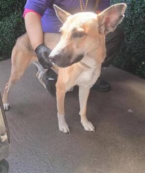 61546253 -  Shepherd and Mixed Breed Dog for Adoption in El Paso, Texas - 61546253 | PetCurious