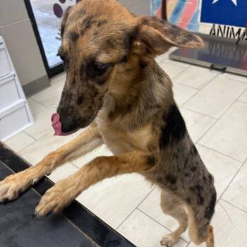 Diane -  Australian Shepherd Dog for Adoption in Lufkin, Texas - Diane | PetCurious