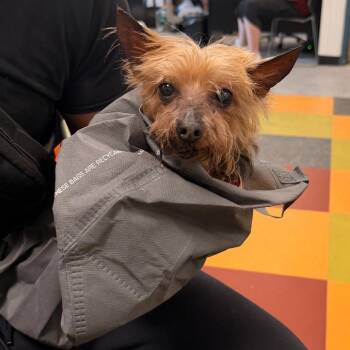 Sugar Ray -  Yorkshire Terrier Dog for Adoption in Philadelphia, Pennsylvania - Sugar Ray | PetCurious