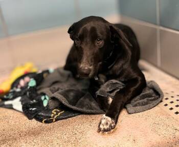 LAPIS -  Border Collie and Mixed Breed Dog for Adoption in Houston, Texas - LAPIS | PetCurious