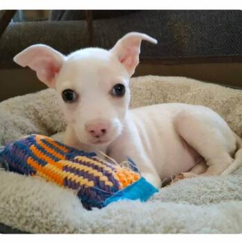 Chili Pie -  Mixed Breed Dog for Adoption - Chili Pie | PetCurious