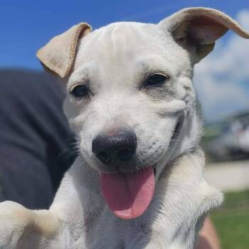 Spanky -  Labrador Retriever Dog for Adoption in Monticello, Iowa - Spanky | PetCurious