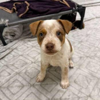 Powell -  Pit Bull Terrier and Cattle Dog Dog for Adoption in Phoenix, Arizona - Powell | PetCurious