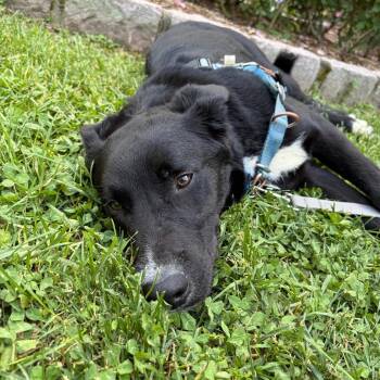 Wurlitzer -  Border Collie and Mixed Breed Dog for Adoption in Falls Church, Virginia - Wurlitzer | PetCurious