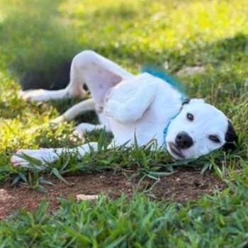 Jean -  Pit Bull Terrier and Mixed Breed Dog for Adoption - Jean | PetCurious