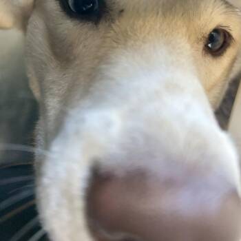 Mixed Breed Dogs Available for Adoption in Greensboro, North Carolina - Count Dooku | PetCurious