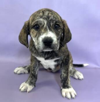 Rescue Saint Bernard and Mixed Breed Dogs for Adoption in Morton Grove, Illinois - Rabbit | PetCurious