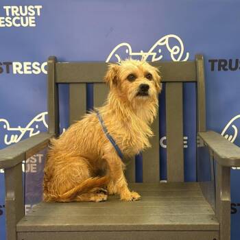 CARSON -  Terrier Dog for Adoption in Waterford, New Jersey - CARSON | PetCurious