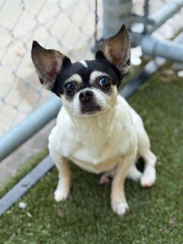 Rescue Chihuahua Dogs for Adoption in Holbrook, New York - PEPPER LYNN | PetCurious