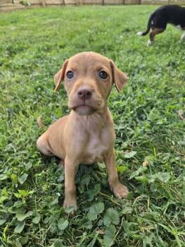 Mixed Breed Dogs Available for Adoption in Milton, Delaware - Miss Demeanor | PetCurious