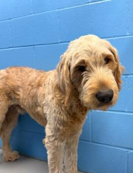 Lamb Chop -  Golden Retriever and Poodle Dog for Adoption in Hartsville, South Carolina - Lamb Chop | PetCurious