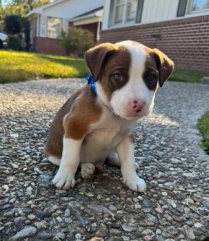 Rescue Terrier and Australian Shepherd Dogs for Adoption in El Dorado, Arkansas - Jerry | PetCurious