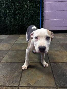 61564648 -  Pit Bull Terrier and Mixed Breed Dog for Adoption in El Paso, Texas - 61564648 | PetCurious