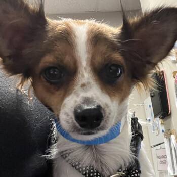 Harper -  Chihuahua Dog for Adoption in Yuma, Arizona - Harper | PetCurious