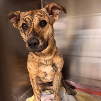 Mixed Breed Dogs Available for Adoption in Columbus, Georgia - 05/29/2026-Stray-ForrestRoad/SchomburgRoad | PetCurious
