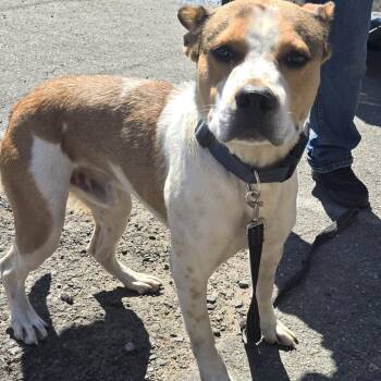 Dawson -  Pit Bull Terrier Dog for Adoption in Newark, New Jersey - Dawson | PetCurious