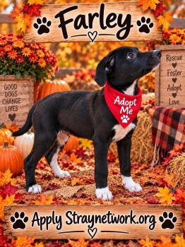 Farley -  Labrador Retriever Dog for Adoption in Hatfield, Pennsylvania - Farley | PetCurious