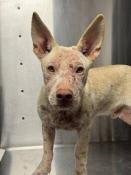 Borodinsky -  Husky and Mixed Breed Dog for Adoption in Fresno, California - Borodinsky | PetCurious