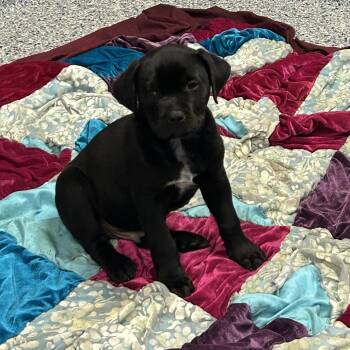 Rottweiler and Mixed Breed Dogs Available for Adoption in Greenville, South Carolina - Soybean | PetCurious