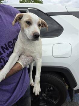 Labrador Retriever Dogs Available for Adoption - CADBURY | PetCurious