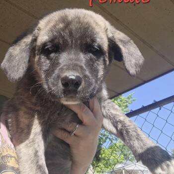 Shepherd and Great Pyrenees Dogs Available for Adoption in Armonk, New York - AAD Upcoming Arrival! Poppi - 26073 | PetCurious