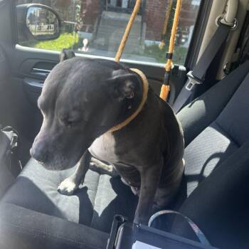 vona/LADY -  Terrier Dog for Adoption in St. Louis, Missouri - Vona/LADY | PetCurious