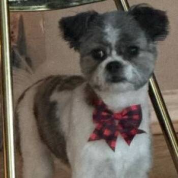 Shih Tzu Dogs Available for Adoption in Boca Raton, Florida - Oreo | PetCurious