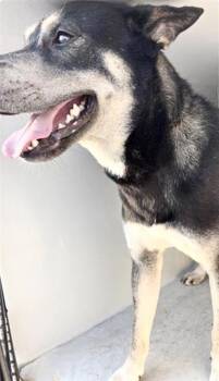 Siberian Husky and Mixed Breed Dogs Available for Adoption in Houston, Texas - A656584 | PetCurious