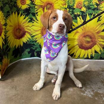 Hound and Terrier Dogs Available for Adoption in Lowell, Arkansas - Cheese | PetCurious