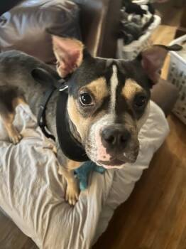 Bruno -  American Bully Dog for Adoption in Ayden, North Carolina - Bruno | PetCurious