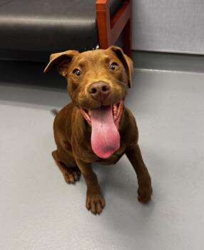 Chocolate Labrador Retriever Dogs Available for Adoption - Miller | PetCurious