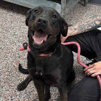 Elsa -  Mixed Breed and Black Labrador Retriever Dog for Adoption in Salt Lake City, Utah - Elsa | PetCurious
