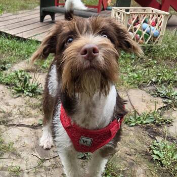 Ernest -  Mixed Breed Dog for Adoption in Shakopee, Minnesota - Ernest | PetCurious