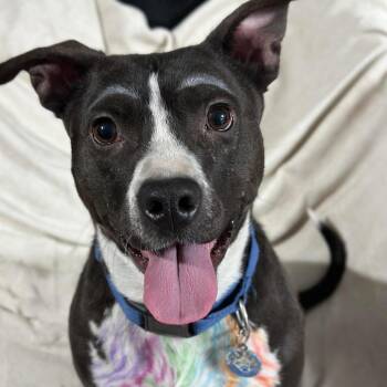 Lychee -  Pit Bull Terrier Dog for Adoption in Apache Junction, Arizona - Lychee | PetCurious