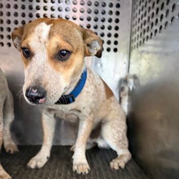 Jack Russell Terrier Dogs Available for Adoption in Birmingham, Alabama - Bruno | PetCurious