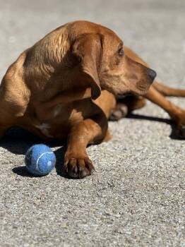 Redbone Coonhound Dogs Available for Adoption - Fern | PetCurious